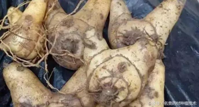 种植白芨能发家致富,野生白芨怎样种植成活率高