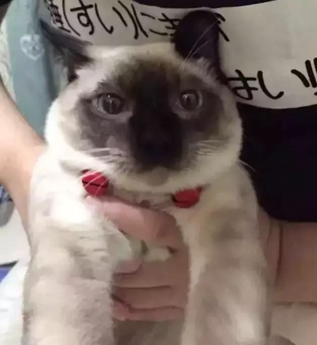 暹罗怎么不变白,暹罗变黑变不回来怎么办