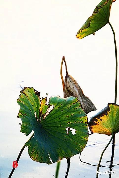 淮阳龙湖荷花盛景照片及描写,淮阳龙湖荷塘