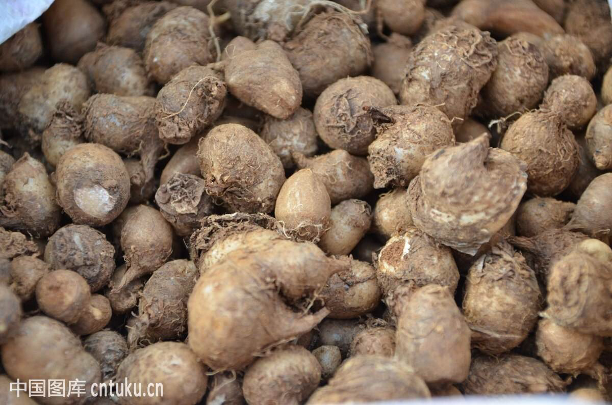 中药材天南星,中药材天南星种植方法