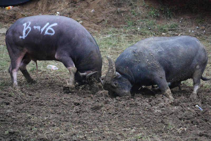 前呼后拥！777号“霸王龙”不负众望笑傲丹寨高排