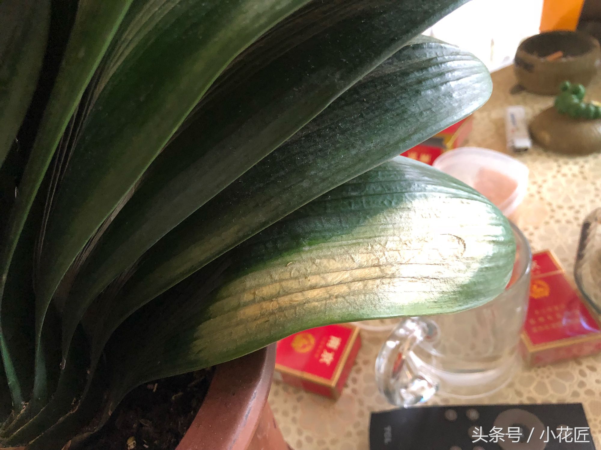 君子兰黄叶烂叶该怎么补救,君子兰烂叶像水烫了怎么办