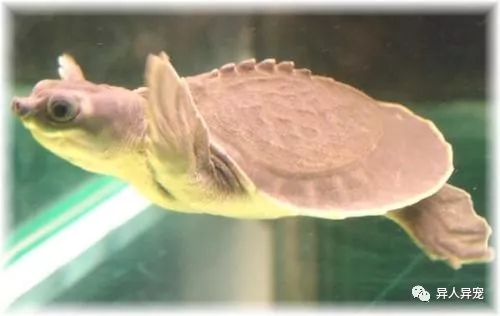 龟市行情回顾,龟市低迷却是新人入手的最好时机