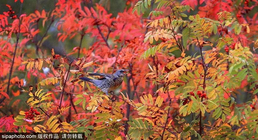 北京这些经典赏红叶地方景美路又顺！