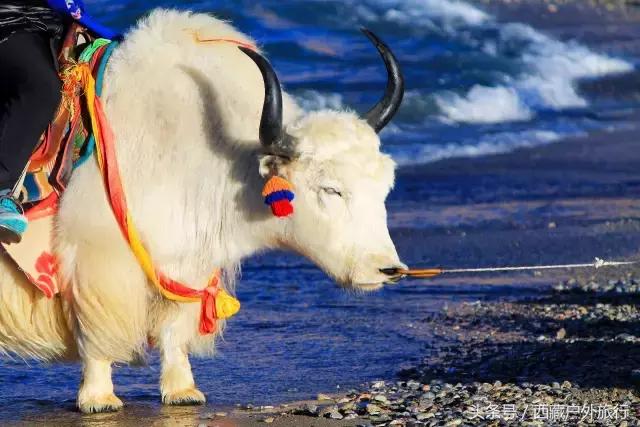 拉萨林芝旅游攻略最新四天三夜,拉萨旅游攻略超详细