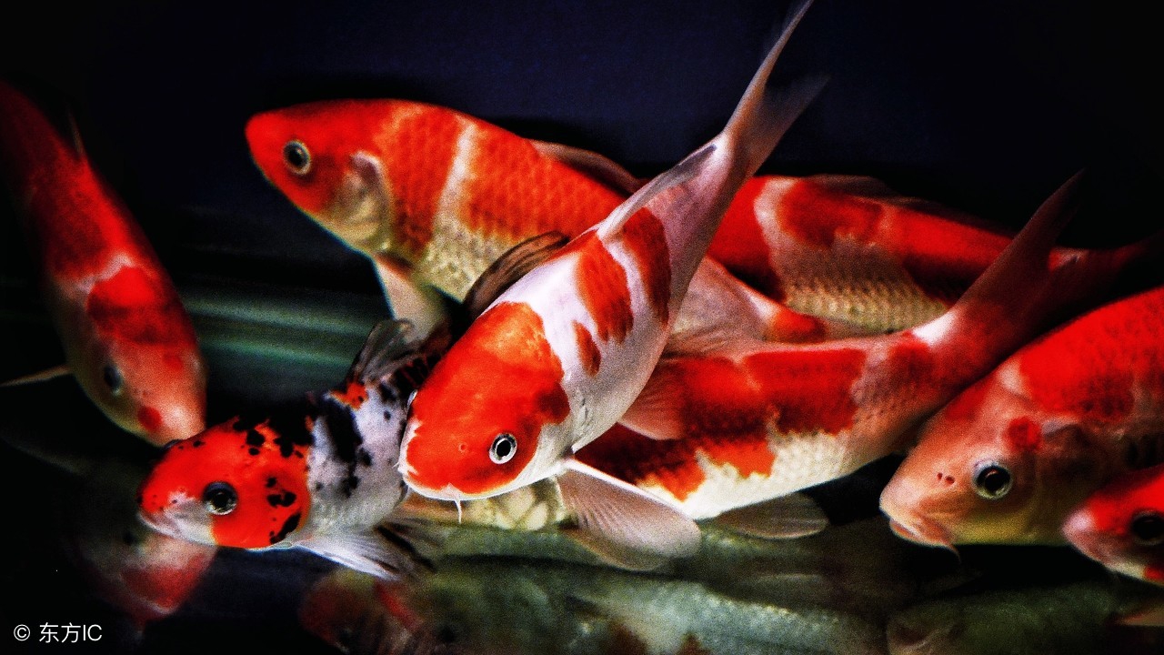 养锦鲤需要天天喂食吗,锦鲤小鱼和大鱼混养怎么喂食