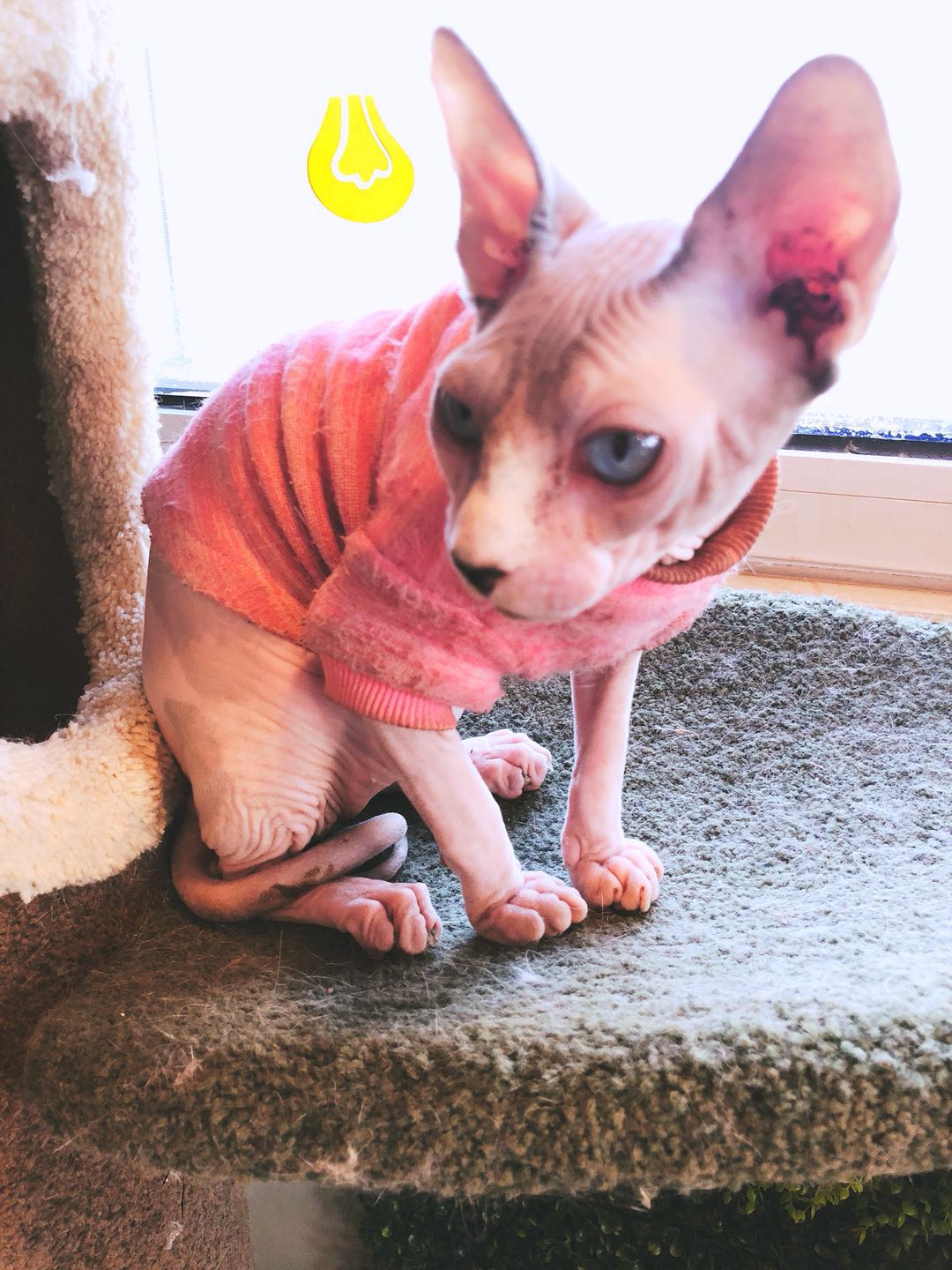 猫咪主题餐厅,大型撸猫现场曼谷猫咪咖啡馆推荐