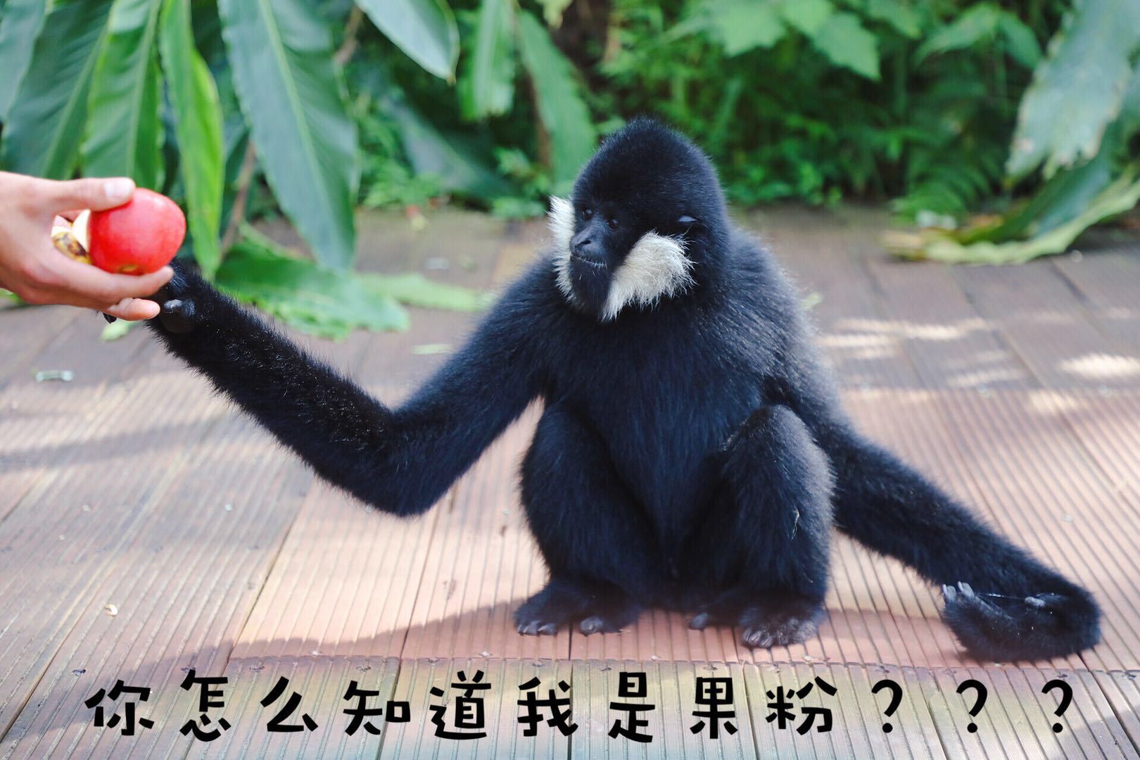 光唱歌就能给村里分红,曾祭人头的神秘佤族,走进你不知道的云南