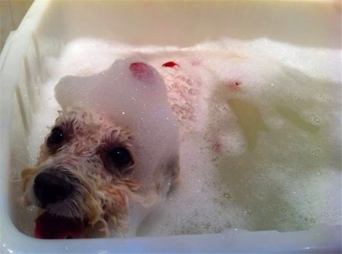 比熊不能遛很爱脏,比熊犬什么时候可以洗澡