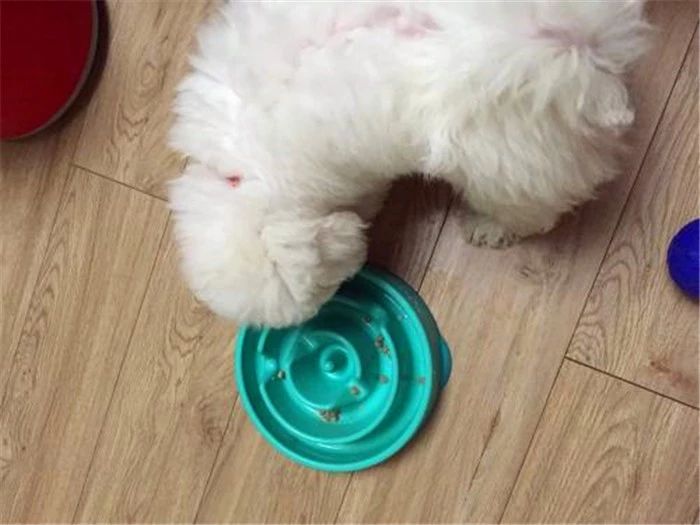 比熊不能遛很爱脏,比熊犬什么时候可以洗澡