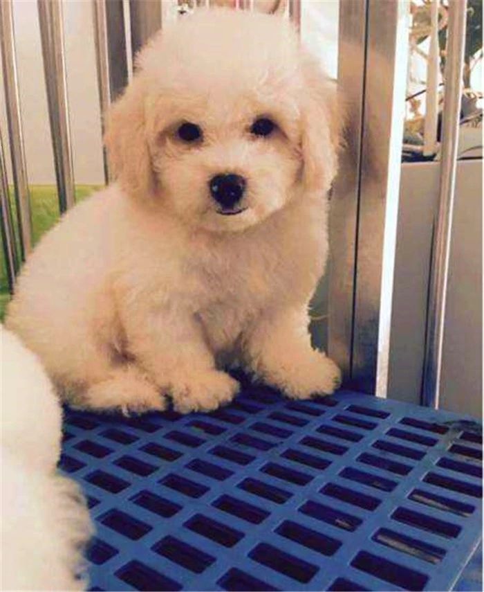 比熊不能遛很爱脏,比熊犬什么时候可以洗澡