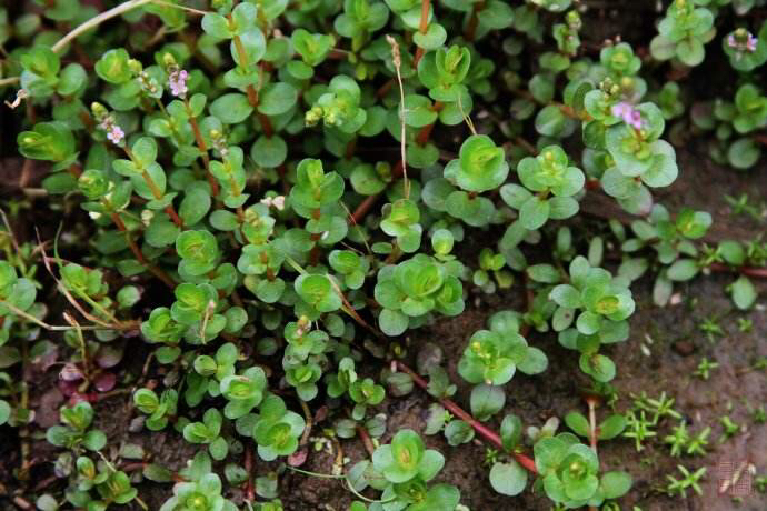 中草药蕹菜,药材苋菜