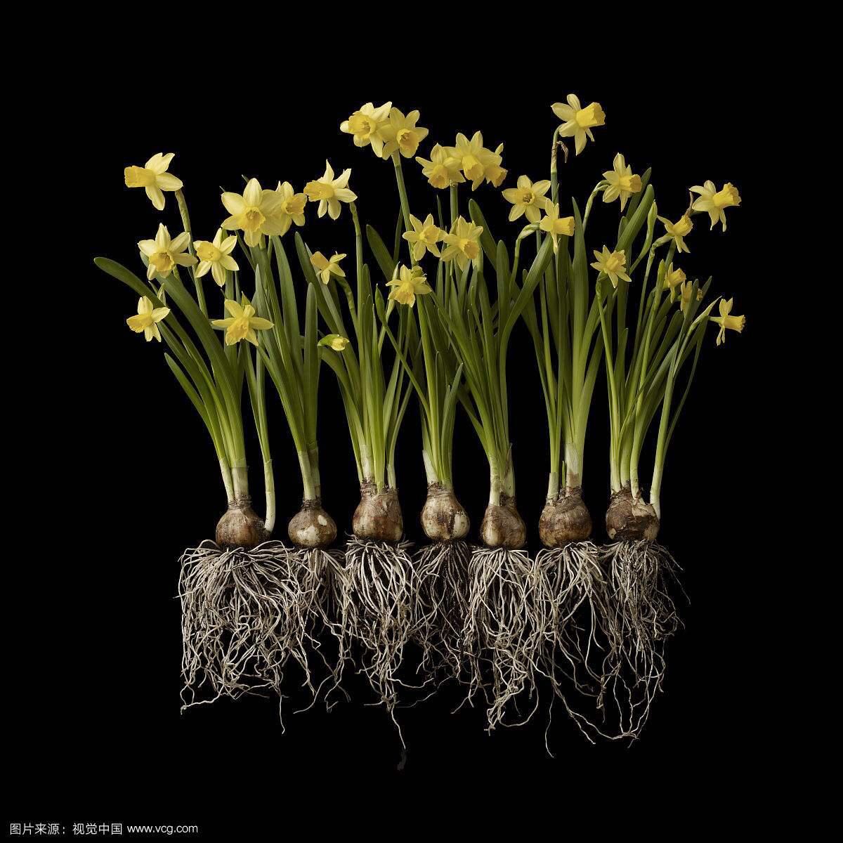 中药水仙子的视频,水仙根图片