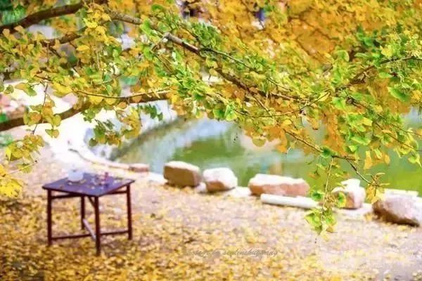 秋在广东很珍贵，若不细心寻找，它便静静地离开了