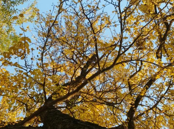 秋在广东很珍贵，若不细心寻找，它便静静地离开了