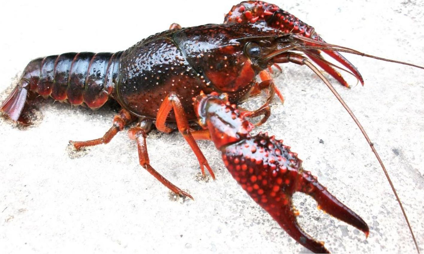 爱吃大龙虾的一定要收藏,爱吃大龙虾的人