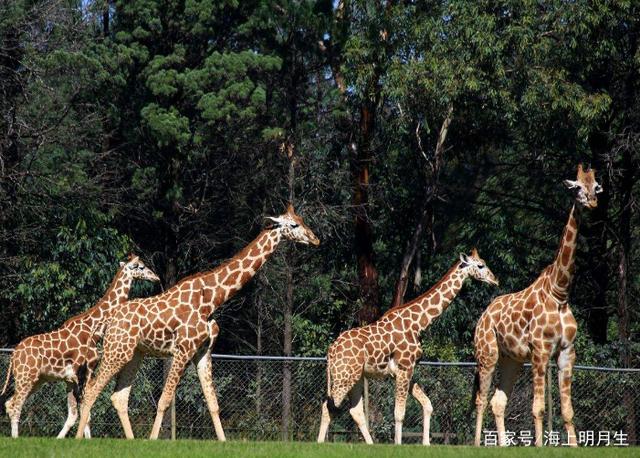 灵岩寺与趵突泉的区别,灵岩寺和趵突泉离多远