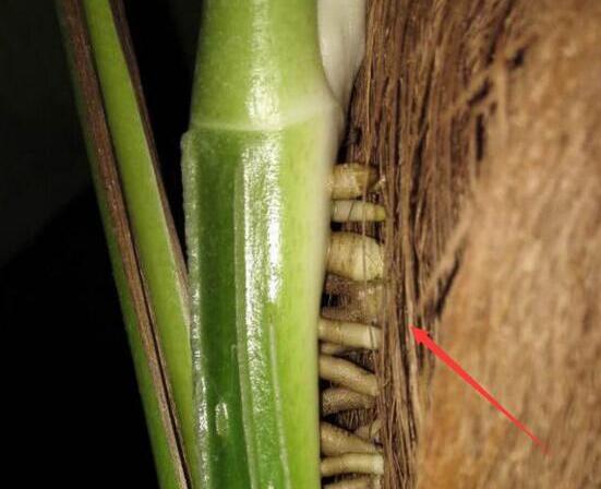 绿萝只有气根没有叶子可以扦插吗,怎么才能让绿萝叶子长得旺盛