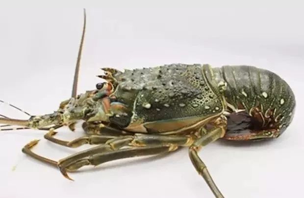 海鲜推荐南宁即食餐厅地址,南宁第一大海鲜配送店