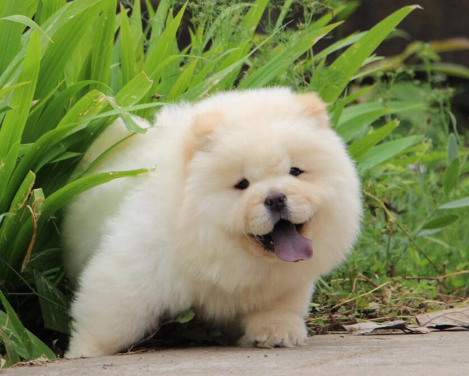 盘点7种常见的中华田园犬,55个中华田园犬品种你喜欢哪一个