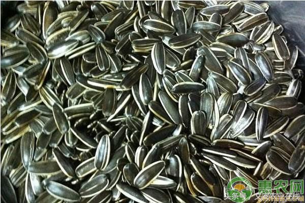内蒙古葵花籽价格最新行情,生葵花籽批发价格是多少钱一斤