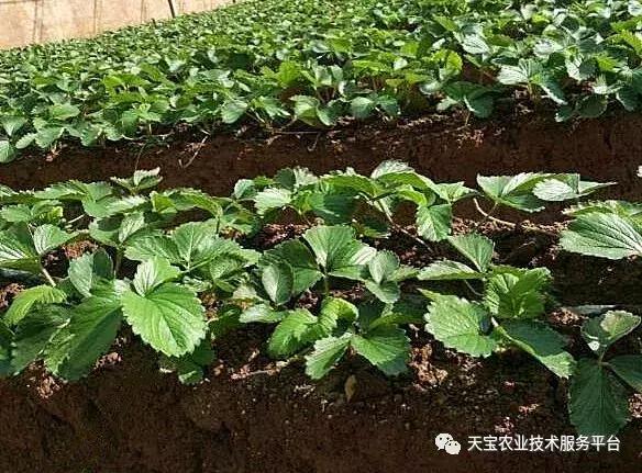 草莓不出花芽,草莓花芽分化的最佳方法