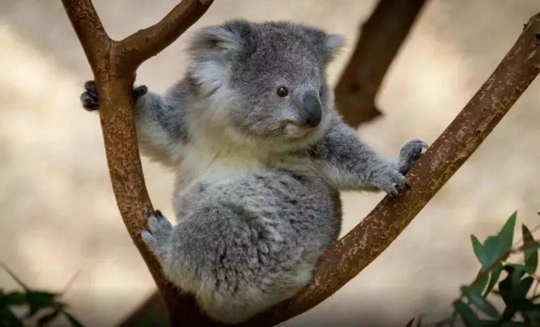 支付宝锦鲤信小呆清单有多少实物,信小呆免费旅行清单