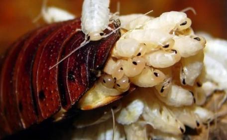 家里有蟑螂怎样驱蟑螂小妙招,家里有蟑螂怎么办蟑螂要怎样灭