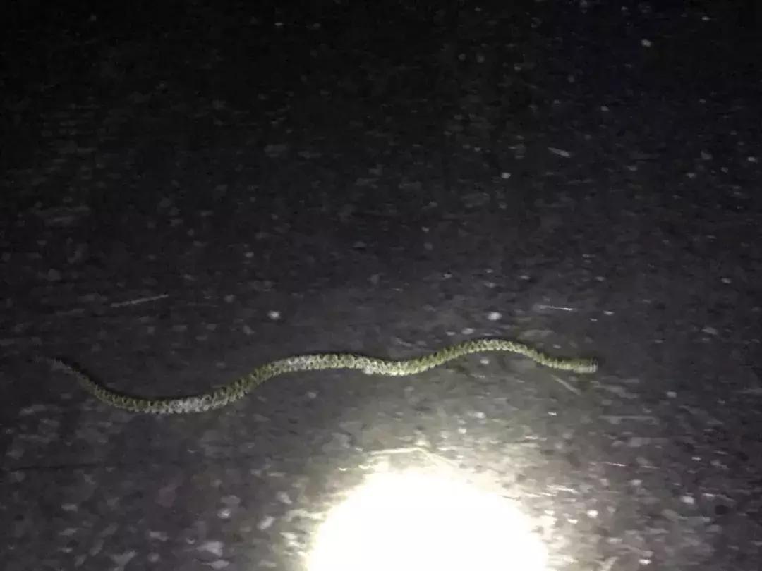 在山里遇到野猪怎么保护自己,在野外踩到蛇窝了怎么办