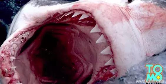 一男子跳进鲨鱼池,美国一男子跳进水族馆鱼缸