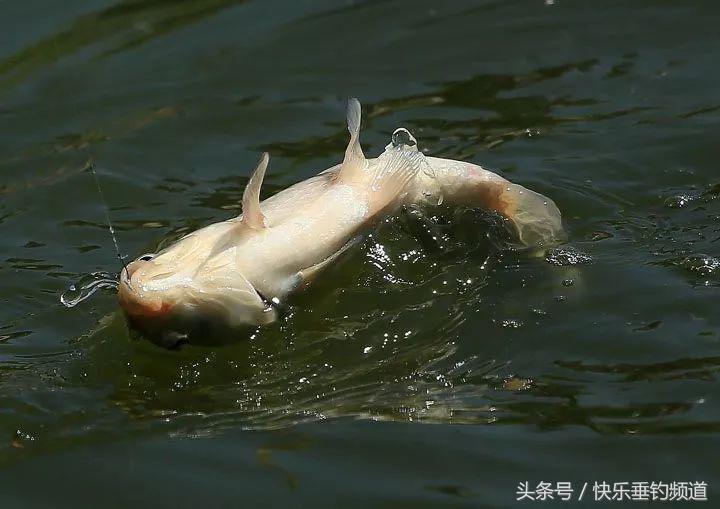 钓草鱼钩线选择图解,单钩通线怎么浮钓草鱼