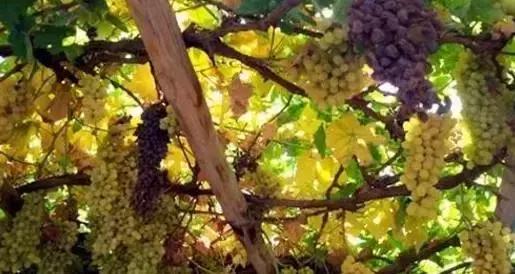 34个省市符号大全,人民日报34个省份文化符号