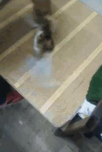 20秒转狗40圈！这家网红店，求求你放过狗吧！