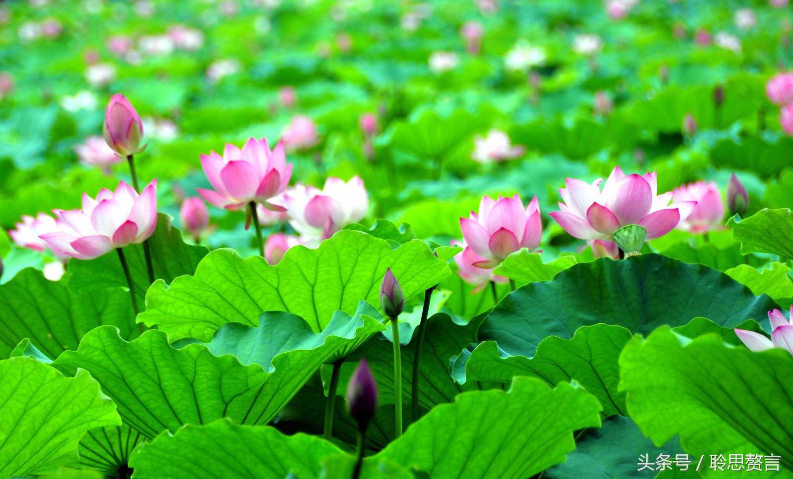 采莲诗词大全100首,江南可采莲莲叶何田田诗歌鉴赏