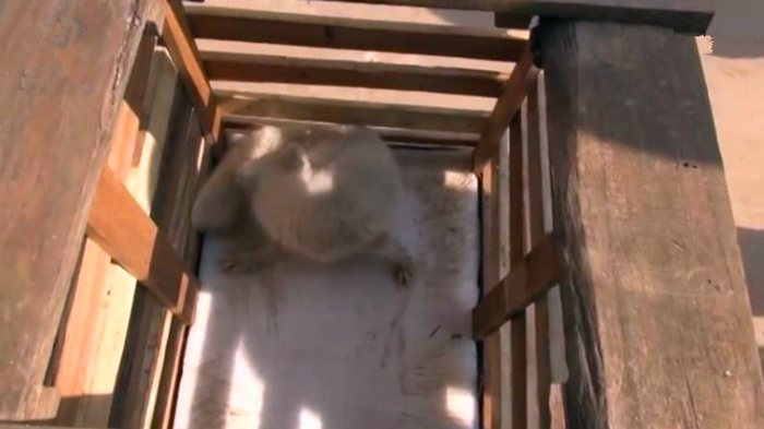 小白狐私闯大院被抓，误当成银狐犬饲养，最后无奈与兵哥哥道别！