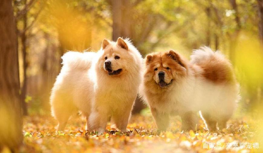 松狮喂养啥食物,松狮幼犬怎么喂养方法图解