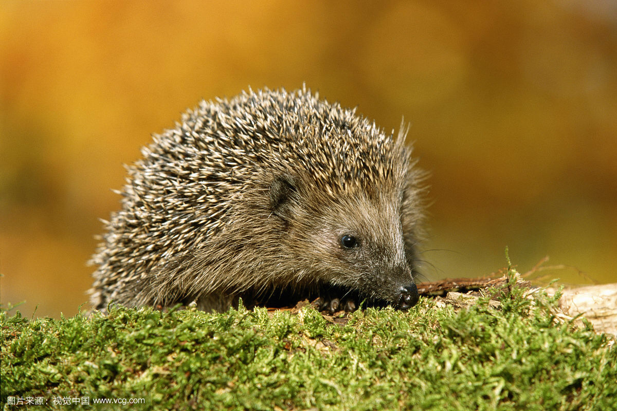 中医刺猬皮,复方刺猬皮散