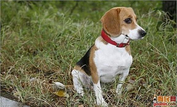 各种狗狗搞笑视频集锦,狗狗集锦