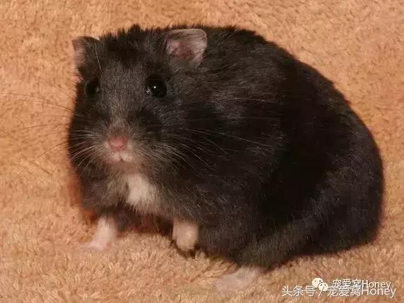 三线仓鼠和银狐仓鼠一起养可以吗,紫仓仓鼠和三线仓鼠哪个仓鼠更好