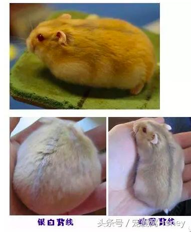 三线仓鼠和银狐仓鼠一起养可以吗,紫仓仓鼠和三线仓鼠哪个仓鼠更好