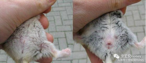 坎贝尔仓鼠的常见疾病和饲养方法,仓鼠比耶是什么品种