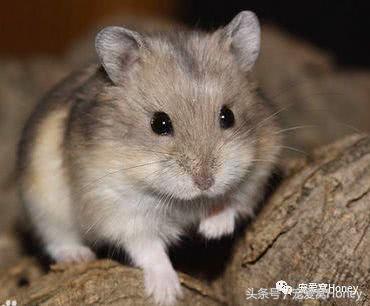 坎贝尔仓鼠的常见疾病和饲养方法,仓鼠比耶是什么品种