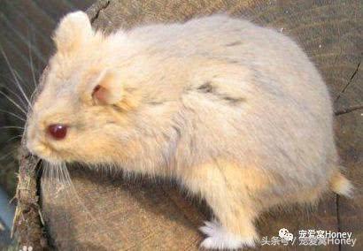 坎贝尔仓鼠的常见疾病和饲养方法,仓鼠比耶是什么品种
