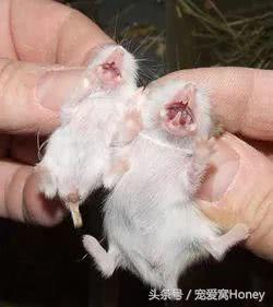 坎贝尔仓鼠的常见疾病和饲养方法,仓鼠比耶是什么品种