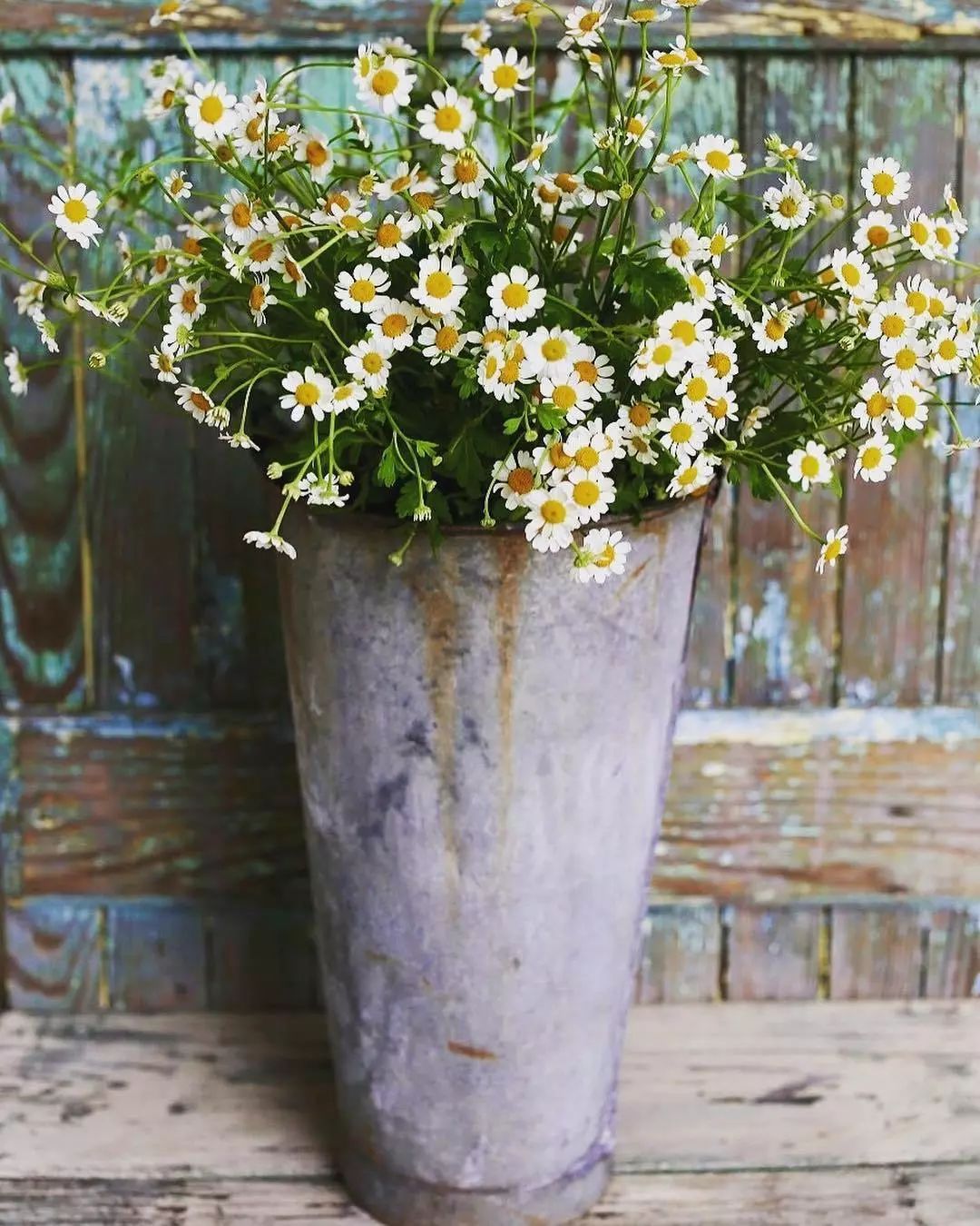 适合敏感肌的湿敷水洋甘菊,洋甘菊纯露修复敏感肌反馈