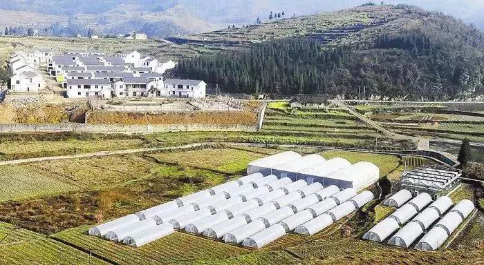 农业政策扶持项目多少亩有补贴,农业项目补贴政策有哪些