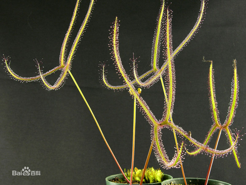 茅膏菜哪个品种捕虫效率最高,茅膏菜是食虫植物吗