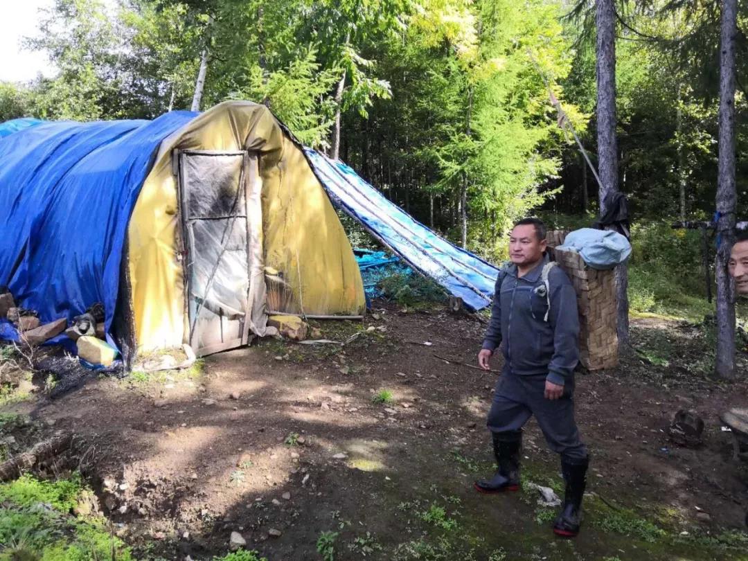 长白山鲜人参怎么吃效果最好,长白山鲜人参为什么那么便宜