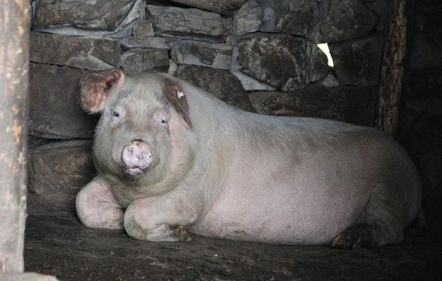 猪老是拉肚子是怎么回事,猪传染性胃肠炎和流行性腹泻区别