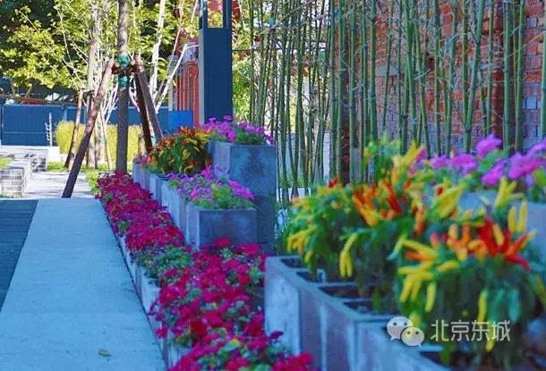 东四块玉口袋公园请您来播绿